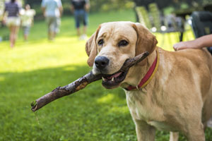 Happy dog playing with stick in park